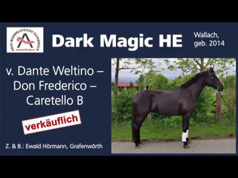 Dark Magic HE (geb. 2014), v. Dante Weltino - Don Frederico - Caretello B *ELITE VERKAUFSSCHAU 2019