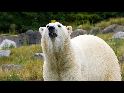 Wat is het gevaarlijkste dier in Blijdorp?