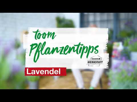 toom Pflanzentipps: Lavendel | toom Baumarkt