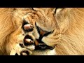 Power of lion's paw swipe | Unleash the wild