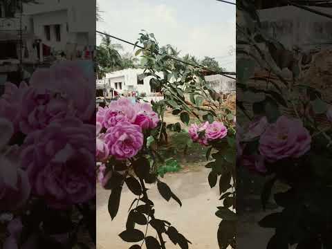 Home tree rose flower🌹🌹🌹# YouTube short#