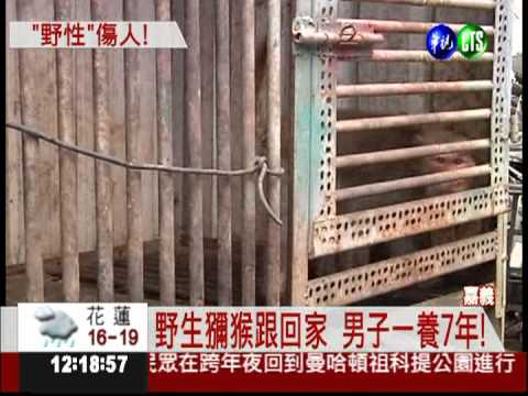 男子順手餵食 野生獼猴跟回家
