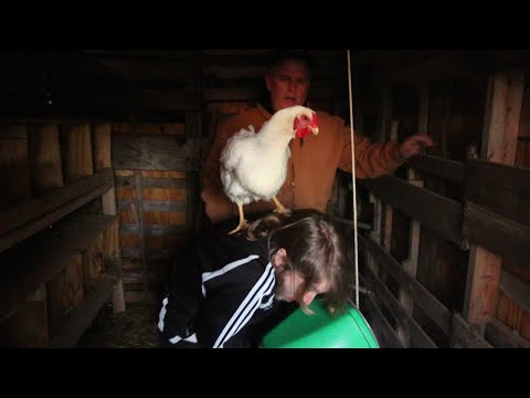 download lagu mp3 mp4 Don T Be A Chicken, download lagu Don T Be A Chicken gratis, unduh video klip Don T Be A Chicken