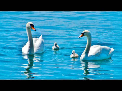 kingdom melody 11  'Creation Praises God'  Video