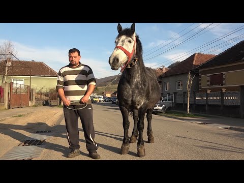 Iapa lui Ionut de la Bratca, Bihor 11 Aprilie 2021