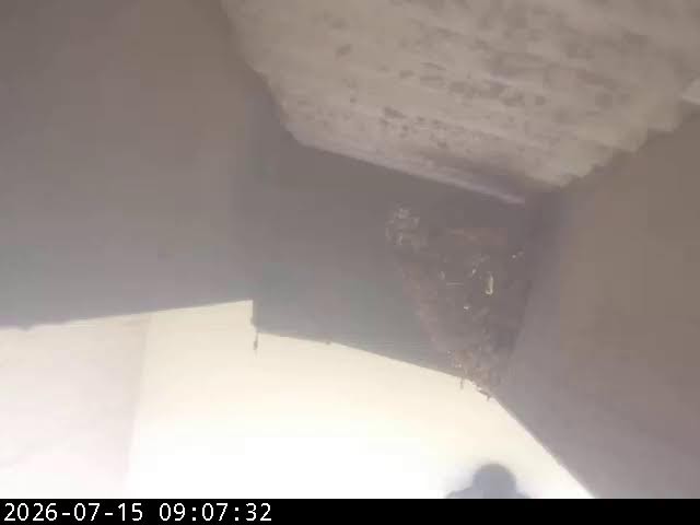 Live webcam view of Venus Bay Wildlife Nest Cam