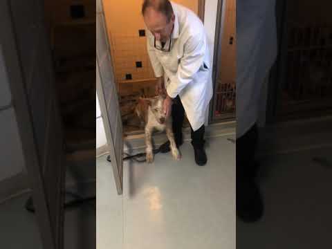 Petstopvet post anesthesia rounds