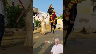 Download lagu #love #song #bgm #tamilsong #viralvideo #bull #shortvideo #cow #jallikattu #arrahman mp3