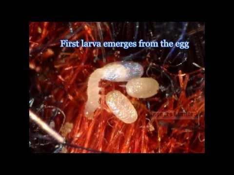 download lagu mp3 mp4 Carpet Moth Eggs, download lagu Carpet Moth Eggs gratis, unduh video klip Carpet Moth Eggs