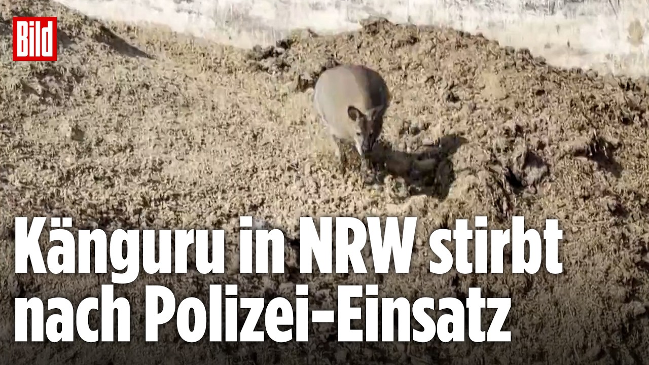 Känguru-Flucht endet tödlich: Polizei-Einsatz in NRW sorgt für Kritik