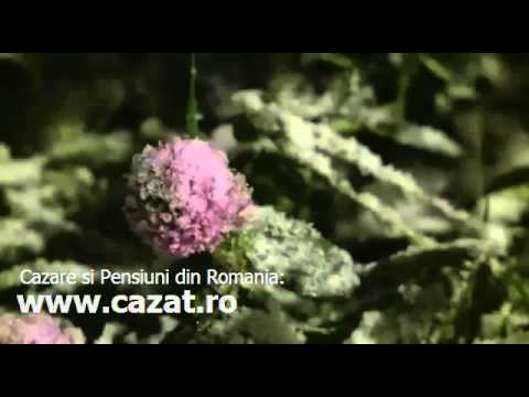 Cazare Ocolisel, Cluj - Cazat.ro