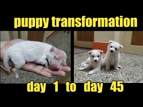 Puppy Growth ( Day 1 to Day 45 )#indianspitz