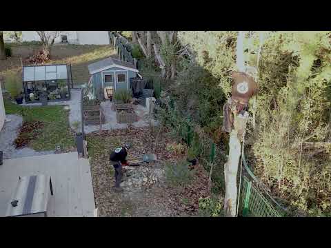 Abattage par démontage d'un chêne à Quimiac