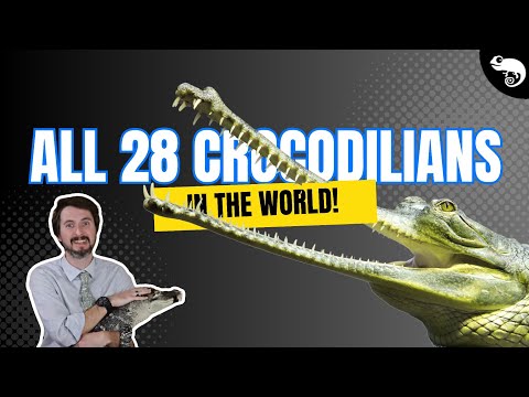 Every Species of Alligator, Crocodile, Caiman and Gharial! (If You're Into That Kind of Thing)