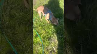 Teaching a sensitive dog to actively avoid unknown people and dogs