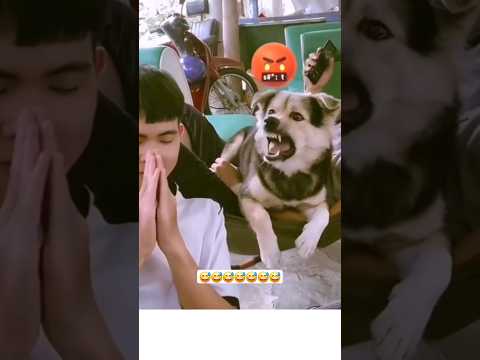 😅 Angry Dog