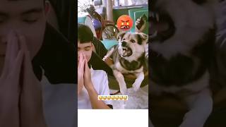 Download lagu 😅 Anjing Marah mp3