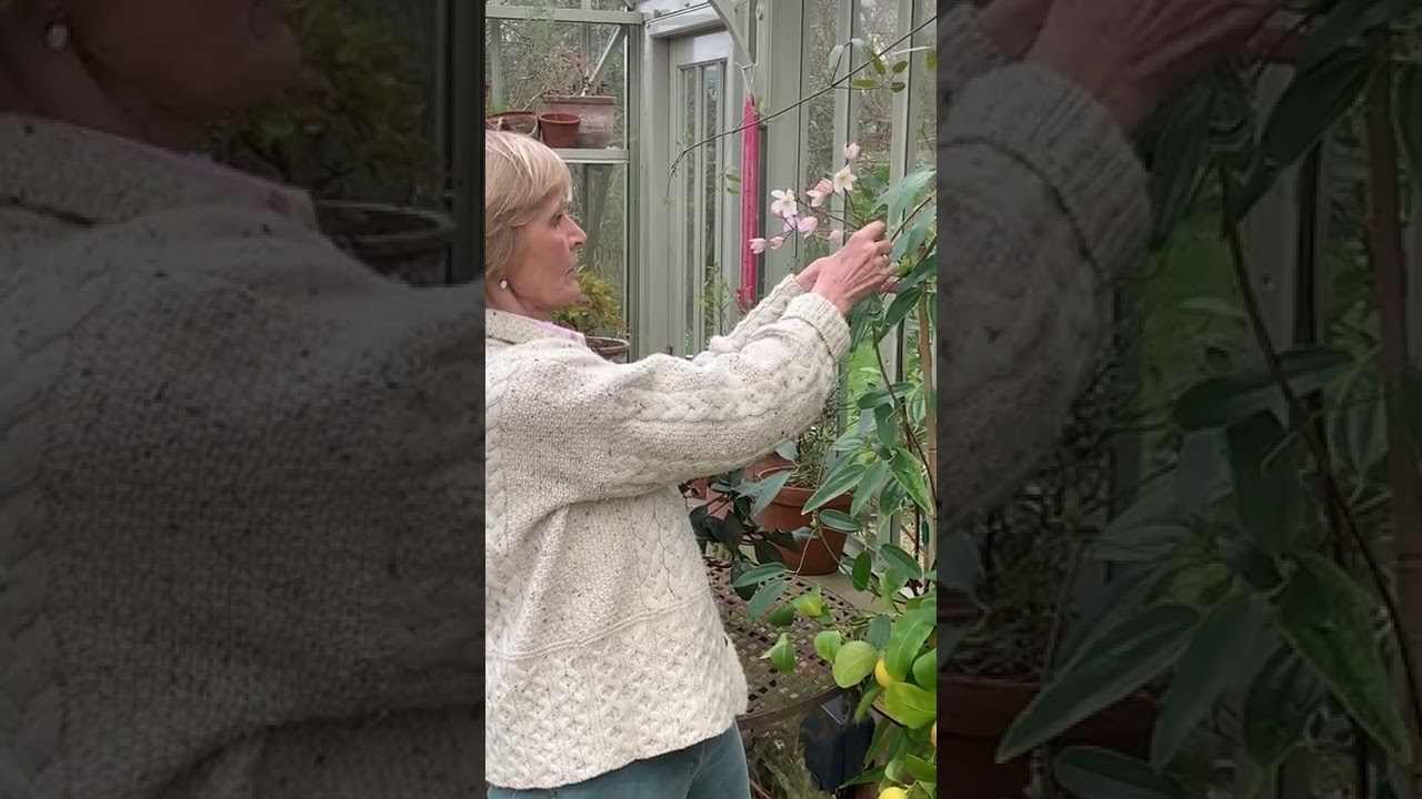 How to grow Clematis armandii 'Apple Blossom'