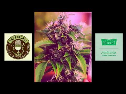 Episode 85.5 Ft Not So Dog