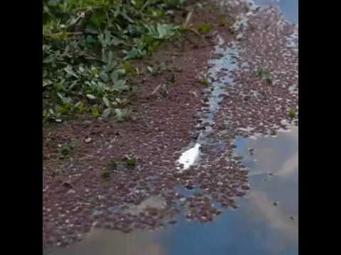 Всегда найдется рыба покрупнее