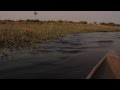 Crocodile Attack