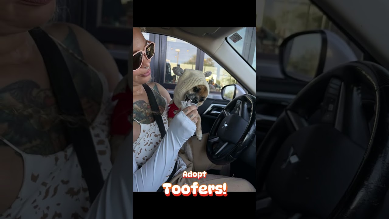 Toofers, a ADOPTABLE mixed breed in Milton, FL video 6/6