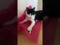 CUTE My Playful Tuxedo Cat Kitten