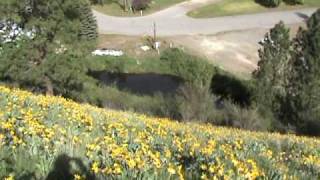 preview picture of video 'view of conconully, silver hill saturated in sunflowers'