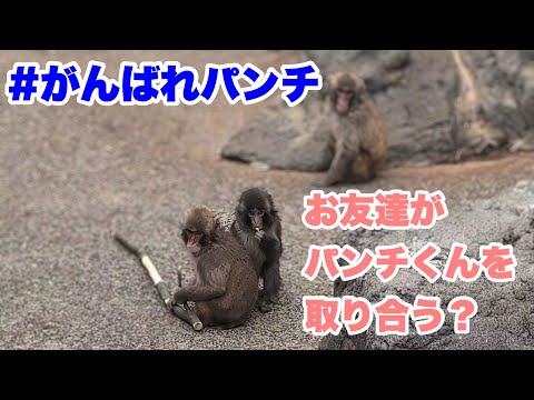 パンチくんのお友達が、パンチくんを取り合う？（Are Punch-kun's friends fighting over him?）　2026.03.13午後　市川市動植物園
