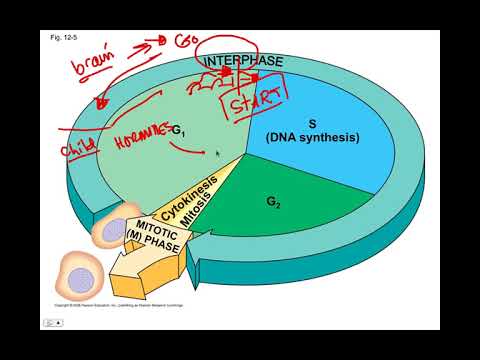 Mitosis, BIO105 Introductory Biology, David Champlin, USM