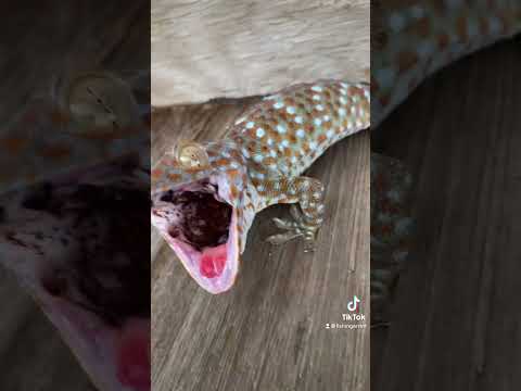 Little bark big bite! #cute#florida#gecko#viral#shorts