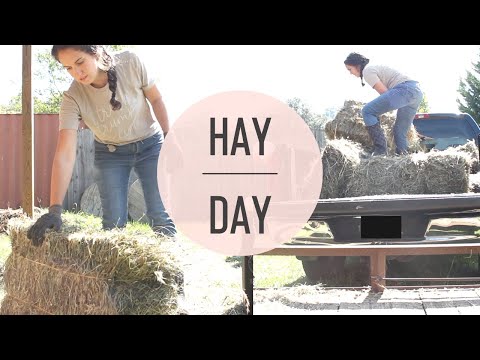, title : 'HOW MUCH HAY DOES ONE COW NEED?! Getting ready for winter on our HOMESTEAD'