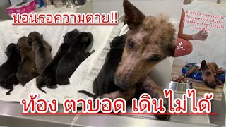 แม่หมาท้อง ตาบอด เดินไม่ได้ นอนรอความตายริมถนน มดขึ้นเต็มตัว