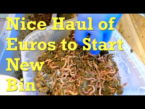 Haul-out #2 of migrating ENCs to launch new worm bin - vermicompost horizontal migration