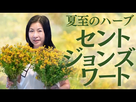 医療ビジネス薬科学科 夏至のハーブ🌿セントジョンズワート