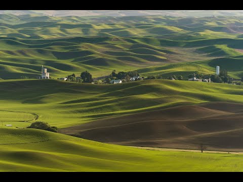浪速産 The Master of Bluegrass