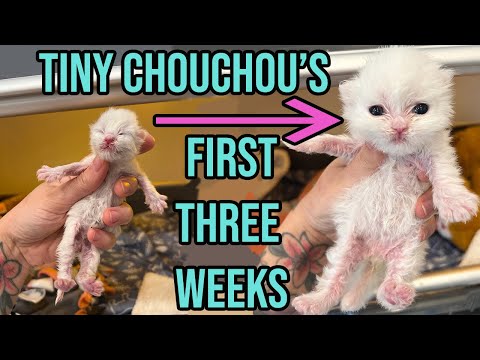 Saving the Tiniest, Fluffiest Kitten with a Cleft Palate (Chouchou's First 3 Weeks!)