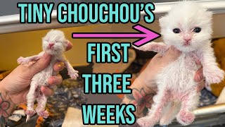 Saving the Tiniest, Fluffiest Kitten with a Cleft Palate (Chouchou