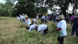 preview picture of video 'Casali di Faicchio - Festa del grano 2013'