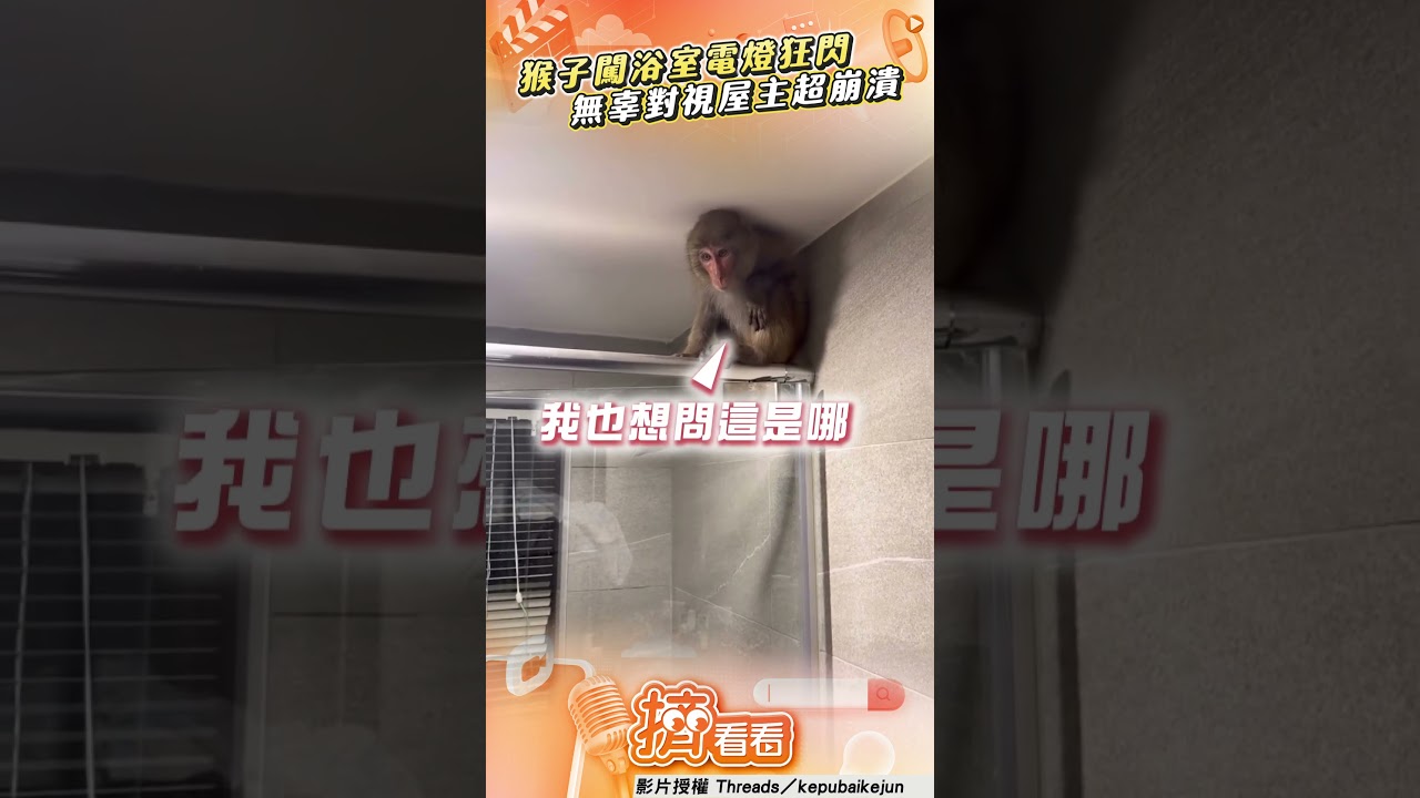 影音/猴子闖民宅躲浴室「電燈狂閃」 「無辜眼對視」屋主超崩潰