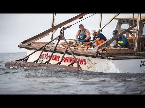 Modern SCALLOP DREDGE BYCATCH on The Vessel - Hundreds Tons of Scallops With Modern Big Boat