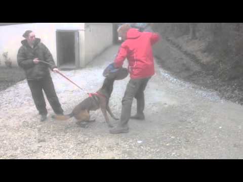 comment demarrer elevage chien