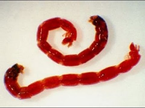 Parassiti di malattie di naso Medicine forti contro vermi