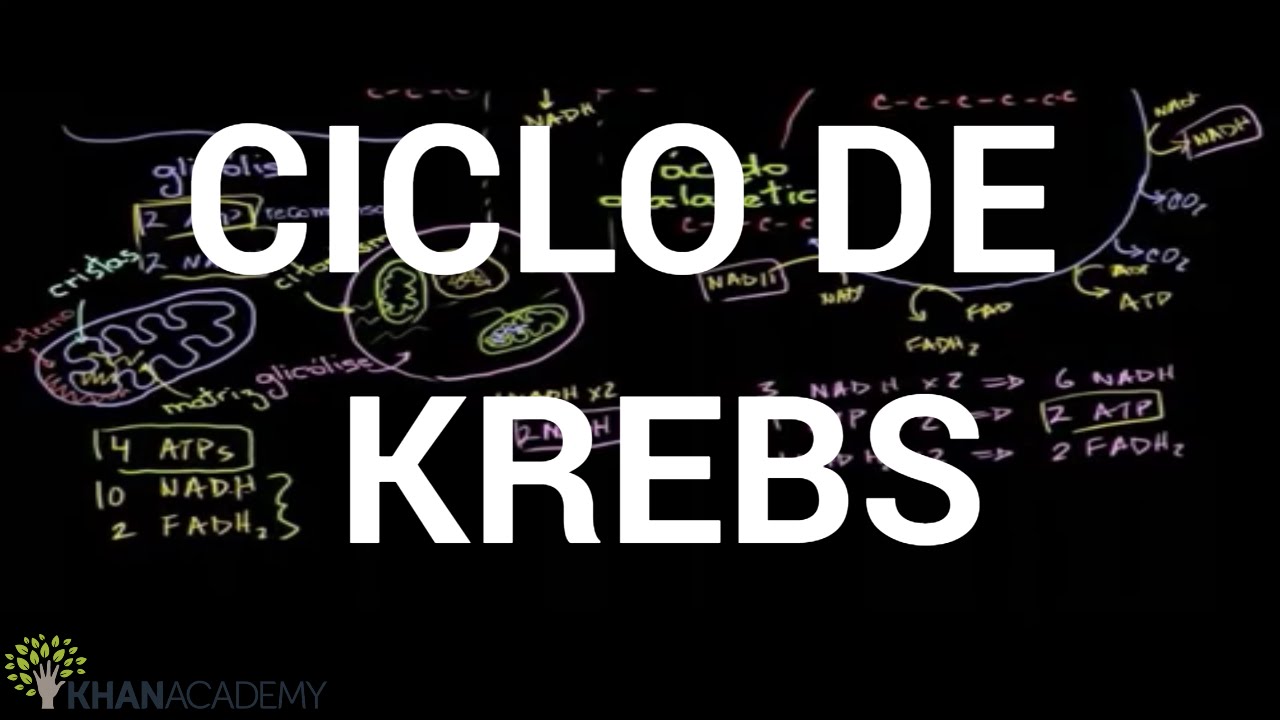 Ciclo de Krebs - Ciclo do ácido cítrico | Química | Ciências | Khan Academy