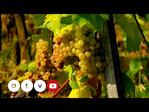 HAZAHÚZÓ – Tokaji bor és egyebek 1. rész