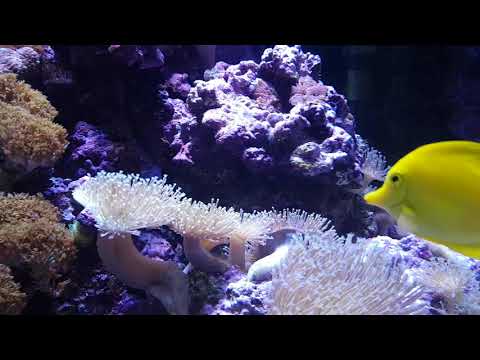 Polyp lab medic review