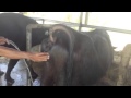 Heat Detection In Italian Buffalo