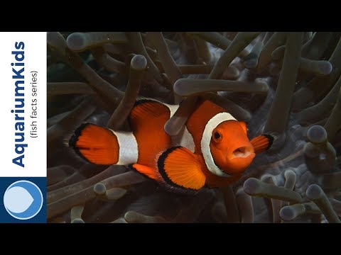 download lagu mp3 mp4 Clownfish Info, download lagu Clownfish Info gratis, unduh video klip Clownfish Info