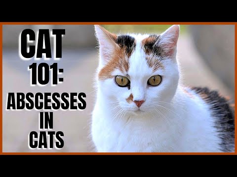 Cat 101: Abscesses in Cats
