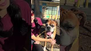 Video preview image #1 Boxer Puppy For Sale in Pasadena, CA, USA